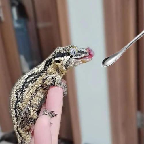 3PCS Reptile Crested Gecko Food Spoons,8.8" Stainless Steel Reptile Spoon,Fruit Mixing StirringFood Feeding Spoons Long Handle Feeding Tool Fit Gecko Lizard Gargoyle Bearded and Other Small Animals
