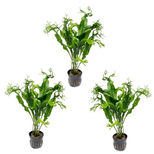Java Fern Live Aquarium Plants - Potted Freshwater Plant for Fish Tanks - Beginner Friendly, Low Light (Windelov, 3 Pots) - color: Windelov, size: Pot - 3 Count