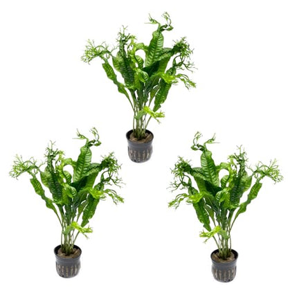Java Fern Live Aquarium Plants - Potted Freshwater Plant for Fish Tanks - Beginner Friendly, Low Light (Windelov, 3 Pots) - color: Windelov, size: Pot - 3 Count