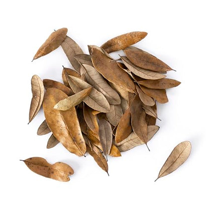 Galápagos (05154) Natural Live Oak Leaf Litter, Ideal Leaf Litter for Reptiles, Isopods & Bioactive Terrariums, 4QT, Natural