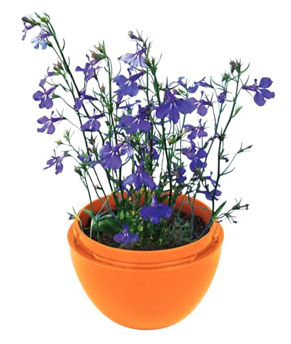 Toys By Nature Mini Terrarium Flowering Bundle, 100% USA Made Complete Starter Kit Includes 2 Each of Lobelia, Dixie Belle Hibiscus, Rose of Sharon, Easy to Grow Planting Seeds Just Add Water - color: Flowering Bundle