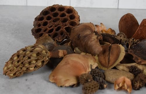 Isopod Botanical Starter kit W/ 45 pods, Cones, Oak Leaf Litter & Feeding Station Best KIT Around