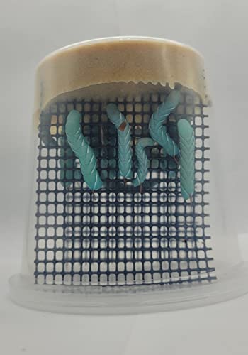 Hornworms 50+ Count (2 Cups of 25+ Count) | Perfect for Bearded Dragons, Geckos & More | Live Arrival Guarantee