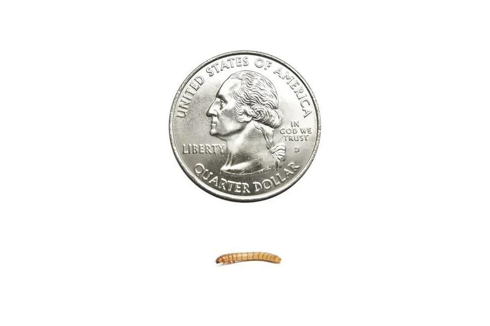50 Small Live Mealworms Nutritious Live Reptile Food, Ideal for Reptiles, Packed with Protein, Perfect for Bearded Dragon, Amphibians, Fish and Chickens, Enhances Foraging Instincts - size: 1 Count (Pack of 50), style: Small