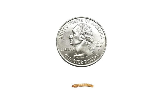 1000 Small Live Mealworms Nutritious Live Reptile Food, Ideal for Reptiles, Packed with Protein, Perfect for Bearded Dragon, Amphibians, Fish and Chickens, Enhances Foraging Instincts - size: 1 Count (Pack of 1000), style: Small
