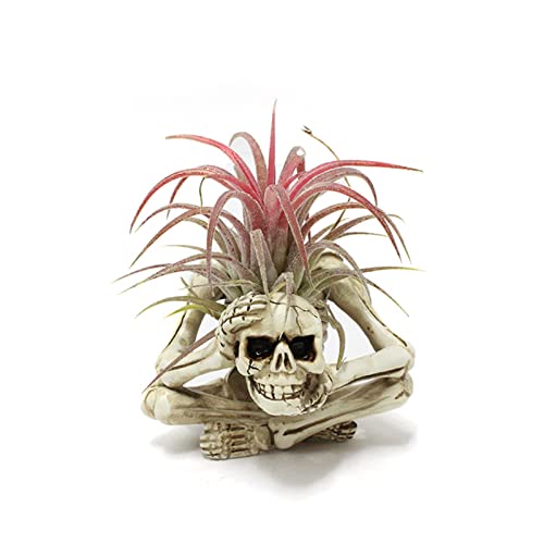 Resin Air Plant Holders,Tilandsia Container,Gothic Skeleton Planter,Halloween Plant Pot,Tillandsia Pot, Skull Table Top Display Planters for Air Plants and Other Mini Plants - size: 3.14 x 2.75 x 2.55''
