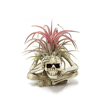 Resin Air Plant Holders,Tilandsia Container,Gothic Skeleton Planter,Halloween Plant Pot,Tillandsia Pot, Skull Table Top Display Planters for Air Plants and Other Mini Plants - size: 3.14 x 2.75 x 2.55''