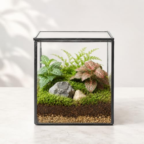 Small Square Glass Terrarium with Lid, 4.3 Inch Clear Glass Planter Box for Moss, Succulents & Air Plants, Mini Fairy Garden Display Case, Black Metal Frame, Indoor Tabletop Plant Decor - size: Small Square