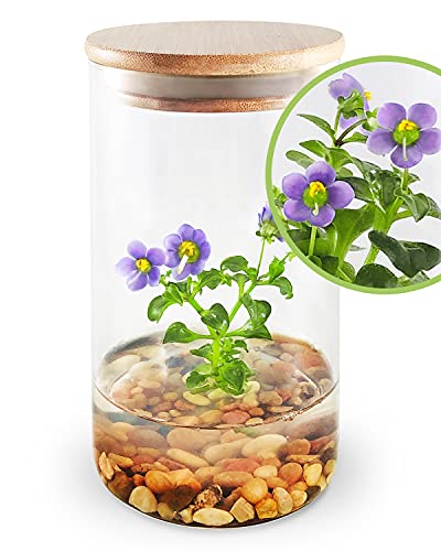 Persian Violet (Exacum Affine) - Live Flower Terrarium in Self Sustaining Glass Jar, Maintenance Free, Great Unique Gift and Home Decor, 100% Growth Guarantee