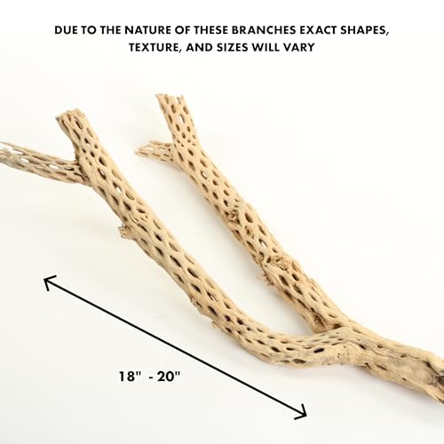 Koyal Wholesale 18-20" Cholla Wood Aquarium Leopard Gecko Tank Accessories Untreated Large Driftwood for Aquarium Wood Hermit Crab Accessories Drift Wood for Shrimp Tank Gecko Accessories - size: 18 / 20-Inch