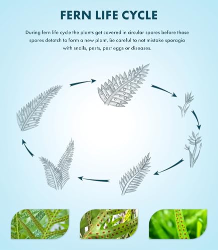 Java Fern Live Aquarium Plants - Potted Freshwater Plant for Fish Tanks - Beginner Friendly, Low Light (Windelov, 3 Pots) - color: Windelov, size: Pot - 3 Count