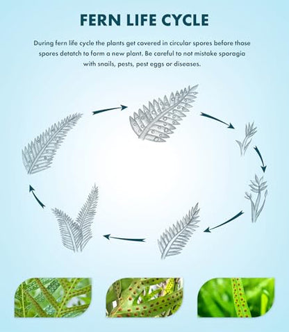 Java Fern Live Aquarium Plants - Potted Freshwater Plant for Fish Tanks - Beginner Friendly, Low Light (Windelov, 3 Pots) - color: Windelov, size: Pot - 3 Count