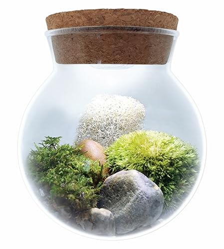 Create Your Serene Moss Sanctuary with The Unique Gardener Moss Bowl Terrarium Kit with LED Light - Complete Terrarium Supplies, Indoor Plants for Stress Relief & Air Purification!