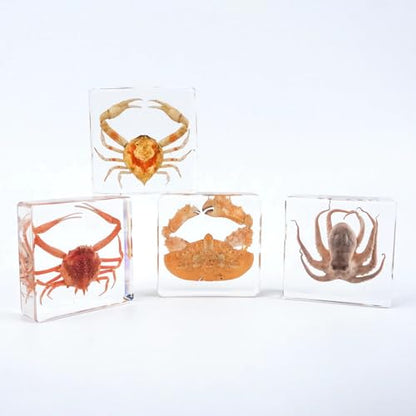 Taxidermy Octopus, Real Oceans Octopus Specimen in Resin Preserved, Clear Acrylic Sealed for Closer-Look & Study, Science Educational Classroom Specimen, Unique Amazing Great Gift (3x3x1-inch) - size: Medium