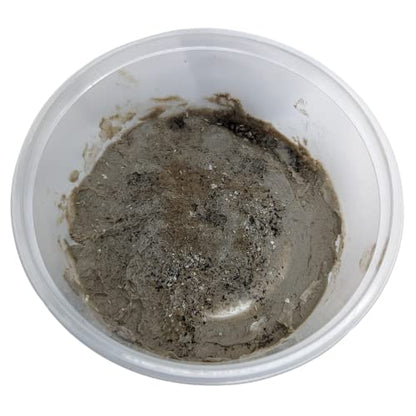 Live Springtail Cultures - Great for Terrariums, Vivariums, and More - Microfauna for Bioactive Reptile & Amphibian Cages (Clay Culture (New Option)) - size: 1 Count (Pack of 1)