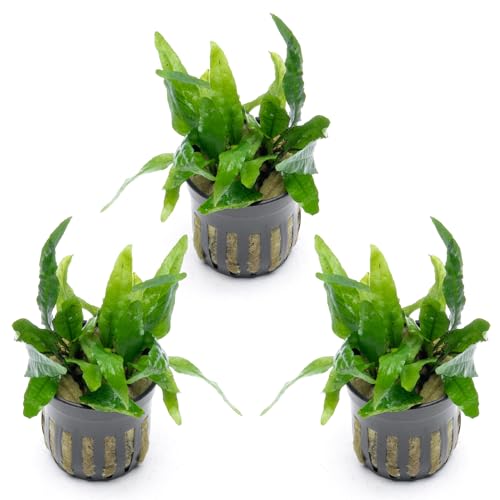 Java Fern Live Aquarium Plants - Potted Freshwater Plant for Fish Tanks - Beginner Friendly, Low Light (Narrow Mini, 3 Pots) - color: Narrow Mini, size: Pot - 3 Count