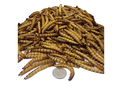 Superworms- Freeze Dried Superworms for Tropical Fish, Reptiles, Turtles, Tortoises, Frogs, Hamsters, Birds, Rodents…8oz Med Jar - size: 8 Ounce (Pack of 1)