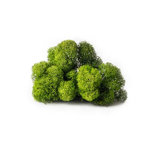 SuperMoss (23080) Reindeer Moss Preserved, Basil, 2 Ounces - size: 2 oz