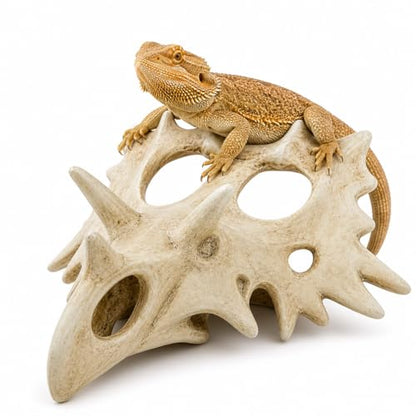 Triceratops Skull Reptile Hide for Bearded Dragons, Dinosaur Skull Terrarium Decor, Resin Cave Hideout for Lizards Snakes, Aquarium Tank Decoration (Medium) - size: Medium