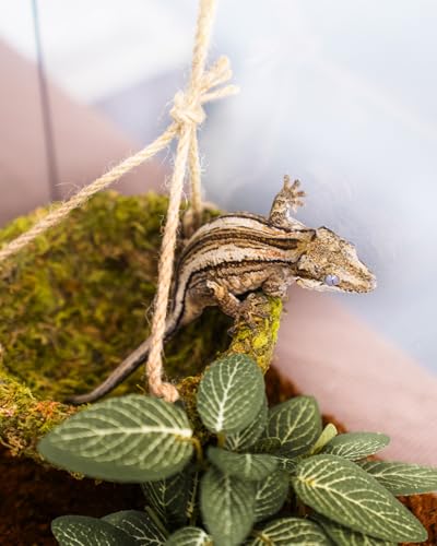 Handmade Crested Gecko Tank Decor – Hanging Shelter for Bearded Dragon Accessories, Reptile Hammock, Hermit Crab, Snake and Other Small Reptiles