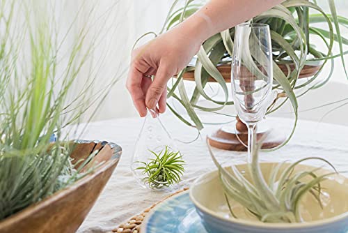 Glass Teardrop Beach Plant Terrarium - Air Plant, Sand, Starfish and Shell in Propagation Jar - Home and Garden Decor Plants Pot - Easy Care Indoor and Outdoor Plants Vase (1 Teardrop - Black Sand) - size: 1 Teardrop - Black Sand