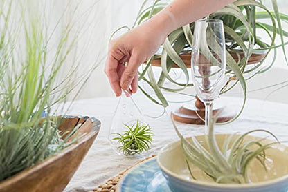 Glass Teardrop Beach Plant Terrarium - Air Plant, Sand, Starfish and Shell in Propagation Jar - Home and Garden Decor Plants Pot - Easy Care Indoor and Outdoor Plants Vase (1 Teardrop - Black Sand) - size: 1 Teardrop - Black Sand