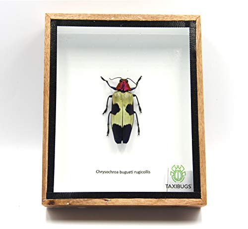 Jewel Beetle Mounts Insect Animals Taxidermy in Framed (Chrysohroa Bugueti Rugicollis) - style: Chrysohroa Bugueti Rugicollis