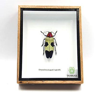 Jewel Beetle Mounts Insect Animals Taxidermy in Framed (Chrysohroa Bugueti Rugicollis) - style: Chrysohroa Bugueti Rugicollis