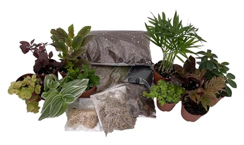 Hirt's Terrarium Kit with 10 Terrarium Plants in 2" Pots