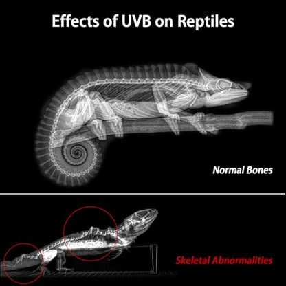 8-Inch LED UVB Reptile Light with Auto On/Off & Preset Day-Night Cycle Dimming, 4 UVI Modes Fixture Controller, 8W Aluminum UVA UVB Lamp for Bearded Dragons, Turtles & Snakes, 6500K - size: 8 INCH