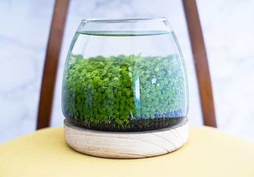Water Terrarium Kit with 5.9” Glass Bowl, Substrate and Seeds | Create Your Own Indoor Garden | DIY Complete Set for Simple, Stunning Growth Unique Gift for Nature Lover | Desktop Decor - size: 5.9" H - 5.9" W