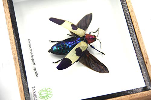 Jewel Beetle Mounts Insect Animals Taxidermy in Framed (Chrysohroa Bugueti Rugicollis(open wing)) - style: Chrysohroa Bugueti Rugicollis(open wing)