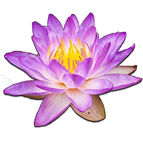 (Nymphaea Queen of Siam) Tropical Water Lily Tuber Live Aquatic Plants for Freshwater Fish Pets Pond Balcony Decorations by Greenpro
