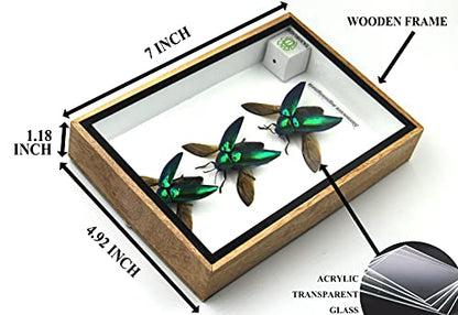 Jewel Beetle Mounts Insect Animals Taxidermy in Framed (3 Sternocera Aeguisignata) - style: 3 Sternocera Aeguisignata