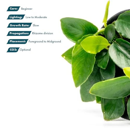 Anubias Live Aquarium Plants - Potted Freshwater Plant for Fish Tanks, Terrariums - Beginner Friendly Low Light (Nana Long Wavy, 3 Pots) - color: Nana Long Wavy, size: 3 Pots