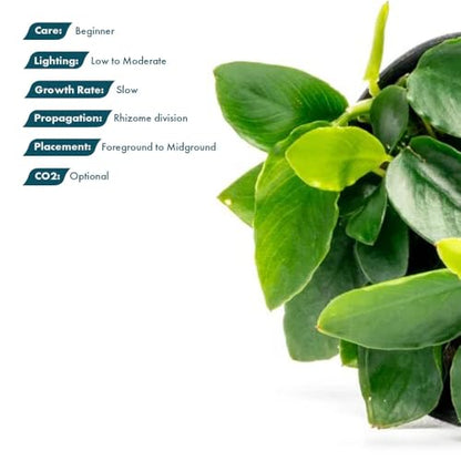 Anubias Live Aquarium Plants - Potted Freshwater Plant for Fish Tanks, Terrariums - Beginner Friendly Low Light (Nana Long Wavy, 3 Pots) - color: Nana Long Wavy, size: 3 Pots
