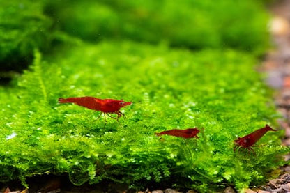 Generic Enchanting Aquatic Moss Collection: Create a Lush Underwater Landscape with Easy-Care Moss Varieties - Perfect for Aquarium Décor and Aquascaping (Mini Taiwan - 3.5inx3.5in Mat) - style: Mini Taiwan - 3inx3in Mat