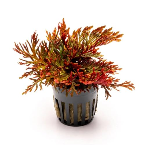 Live Terrarium Plants - Spikey Moss for Terrariums, Paludariums - Easy, Beginner Friendly (Selaginella Erythropus Ruby Red Club Moss, (1 Pot)) - color: Selaginella Erythropus Red, size: Pot