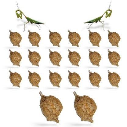 Chinese Mantis Ootheca Egg Case Pack of 20 | STEM learning and garden-friendly solution; each case hatches up to 400 baby nymphs for natural pest control support. - size: Pack of 20