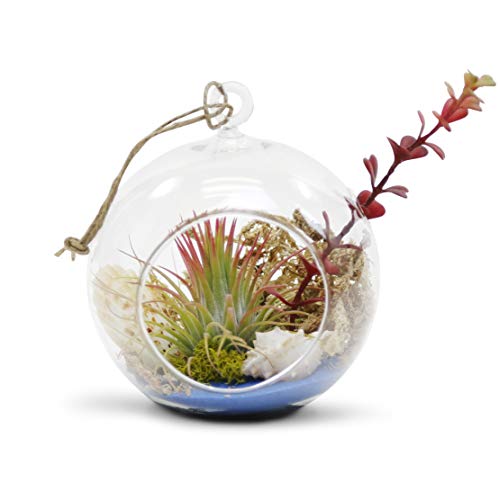 WGV Hanging Terrarium Globe, Width 5", Height 6", DIY Air Succulent Planter, Clear Glass Vase Orb with Flat Bottom, Candle Holder for Windowsill Outdoor Garden Decor, 1 Piece - size: 5" Flat Bottom