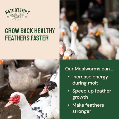 Hatortempt 1.8lb Dried Mealworms for Chickens, High Protein Bird Feed | High-Protein Blue Bird Food - Organic Diet Meal Worms - Hand Inspected Treats for Blue Birds, Robin, Ducks - 2 Yr Shelf Life - size: 1.8 Pound (Pack of 1)