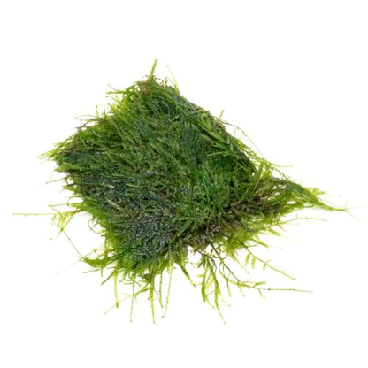 Live Aquarium Plants on Driftwood, Lava Rock, Moss, Fiber Mat - Freshwater Fish Tanks - Easy, Beginner Friendly (Java Moss on Stainless Steel, (1 Pack)) - color: Java - Stainless Steel, size: 1 Pack