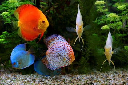 Ultra Intense Color Enhancing with a 10-Day Color Change, 1.5mm - 2mm Floating Pellets for Cichlids, Discus, All Baby and Small Tropical Fish & Pond Fish…8oz Jar