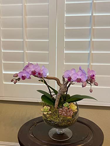 WGV Slant Cut Bowl Glass Vase with Stand, Width 8.25", Height 8.75", Clear Planter Terrarium, Candy Dish, Fruit Jar for Wedding Party Event, Home Office Decor, 1 Piece - size: Pedestal 8.5"H