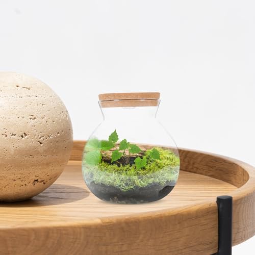 Glass Terrarium Jar with Led Light, Closed Terrarium Jar with Lid for Moss | Ideal for Succulents And Betta Fish Tank, Clear Round Desk Plant Container Ecosystem for Home & Office Decor (no Plants) - size: 16.00X15.00X15.00CM
