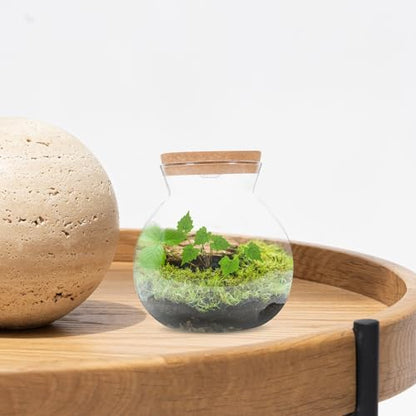 Glass Terrarium Jar with Led Light, Closed Terrarium Jar with Lid for Moss | Ideal for Succulents And Betta Fish Tank, Clear Round Desk Plant Container Ecosystem for Home & Office Decor (no Plants) - size: 16.00X15.00X15.00CM