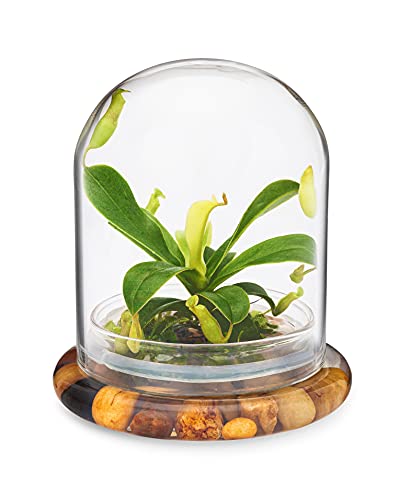 Maintenance Free Live Pitcher Plant (Nepenthes tobaica) Terrarium with Sundew Moss in Self Sustaining Glass Jar, Maintenance Free, Great Unique Gift and Home Décor, 100% Growth Guarantee