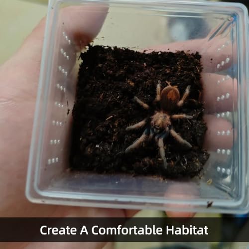15 PCS Spider Terrariums Breeding Box, Small Insect Hatching Container Plastic Feeding Box for Small Reptiles Jumping Spider Scorpion Centipede Insect