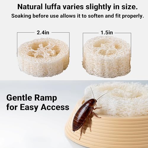 Dubia Roach Water Dish with 3 Luffa Inserts – Feeder Bowl for Dubia Roaches Live, Isopods, Springtails, Crickets & Other Feeder Insects – Reptile Supplies for Terrariums and Enclosures