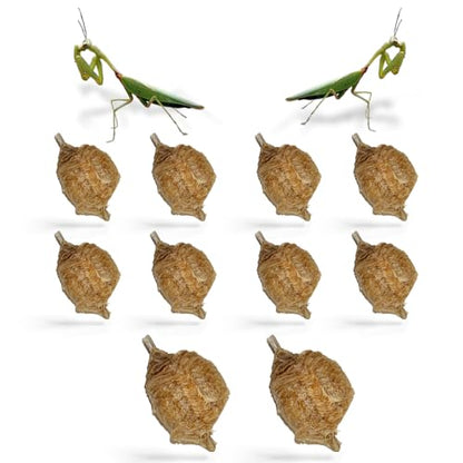 Chinese Praying Mantis Ootheca Egg Cases Pack of 10 | Supports STEM learning and natural gardening with each case producing up to 400 baby nymphs for educational projects. - size: Pack of 10
